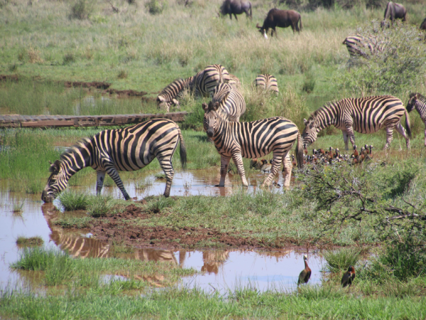 6-Day Serengeti Safari Experience