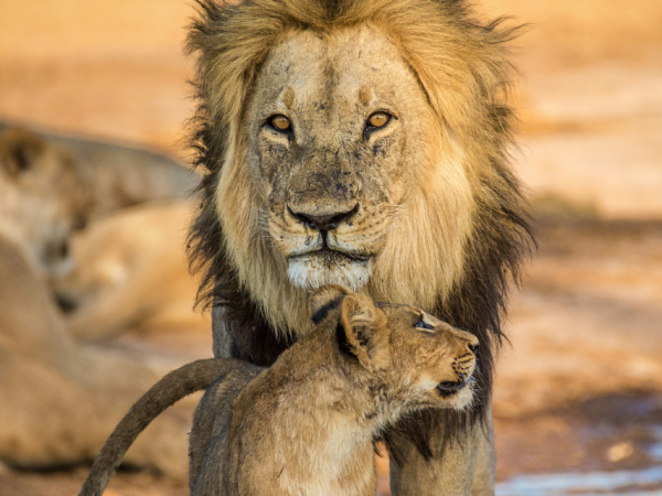 7- Northern Tanzania Safari Adventure