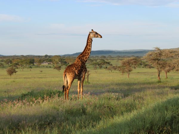 4-Day Lake Manyara & Ngorongoro Safari