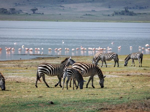 5-Day Tanzania Honeymoon Safari