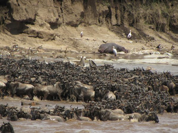 11-Day Great Migration Calving Season Safari